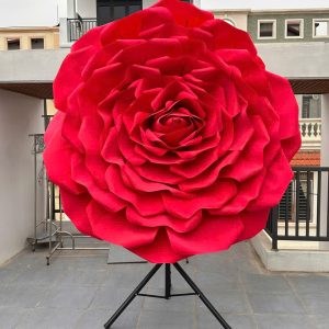 Hoa khong lo Yen Dam